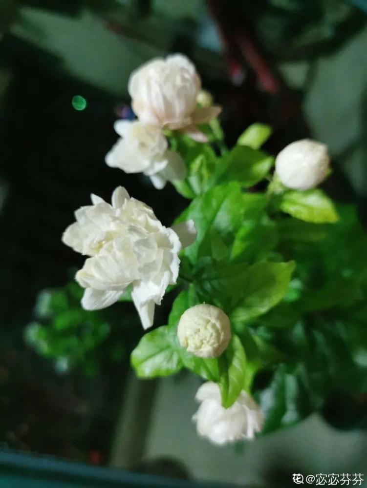 5种花 卧室不能养 离太近都不好 腾讯新闻
