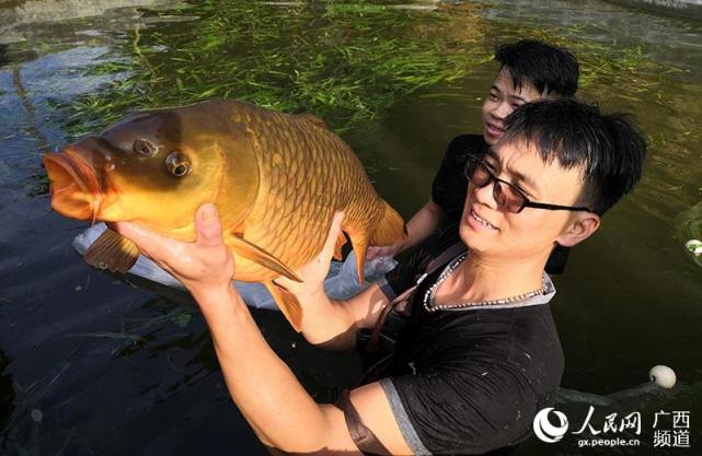 家里养鱼年年有余