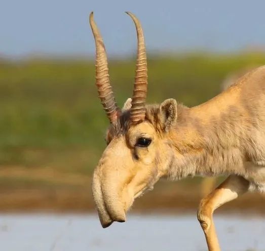 羚羊|这种丑帅丑帅的羚羊，活得太痛苦了