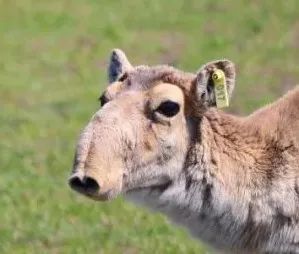 羚羊|这种丑帅丑帅的羚羊，活得太痛苦了
