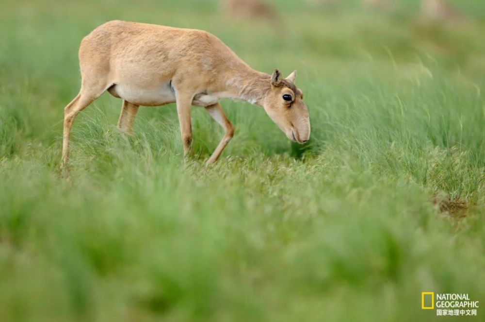 羚羊|这种丑帅丑帅的羚羊，活得太痛苦了