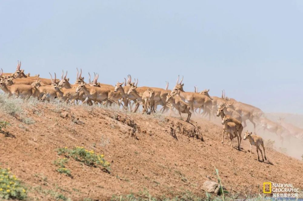 羚羊|这种丑帅丑帅的羚羊，活得太痛苦了