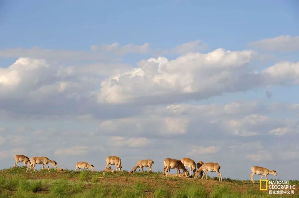 羚羊|这种丑帅丑帅的羚羊，活得太痛苦了