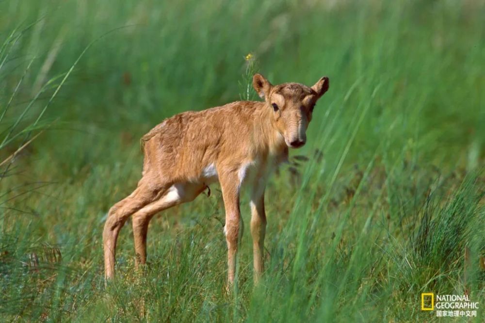 羚羊|这种丑帅丑帅的羚羊，活得太痛苦了