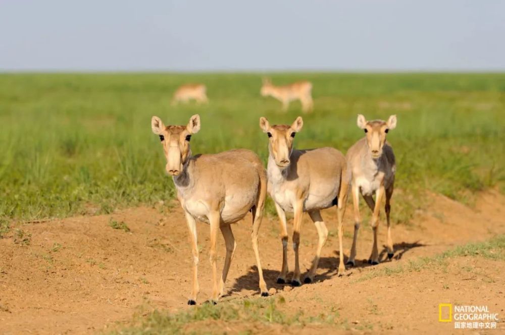 羚羊|这种丑帅丑帅的羚羊，活得太痛苦了