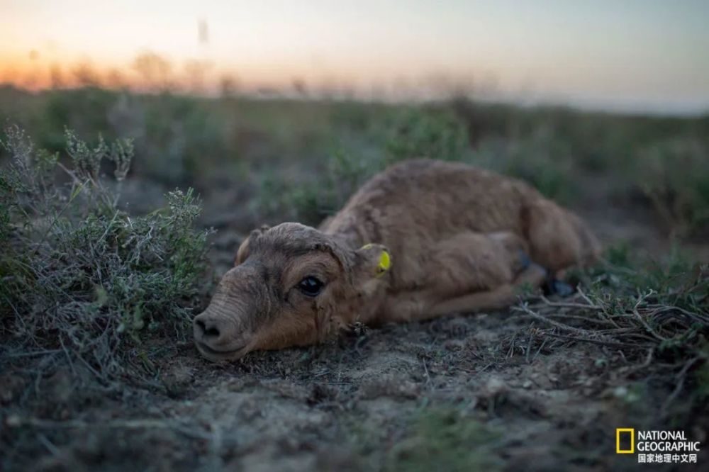 羚羊|这种丑帅丑帅的羚羊，活得太痛苦了