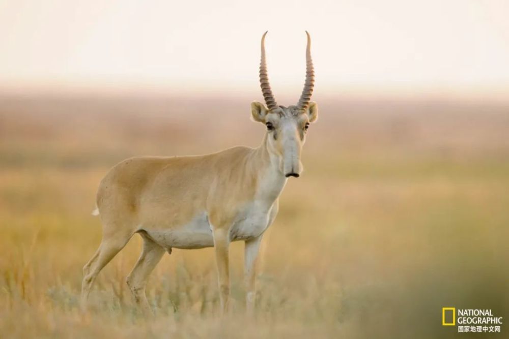 羚羊|这种丑帅丑帅的羚羊，活得太痛苦了
