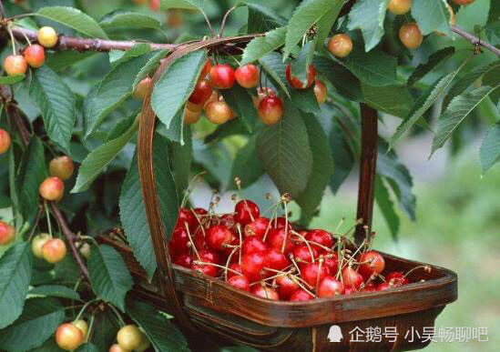 樱桃|种植大樱桃，老果农教你4个种植大窍门，樱桃来年疾病少产量高！