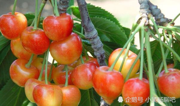 樱桃|种植大樱桃，老果农教你4个种植大窍门，樱桃来年疾病少产量高！