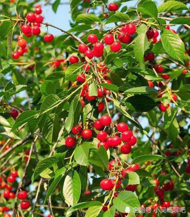 樱桃|种植大樱桃，老果农教你4个种植大窍门，樱桃来年疾病少产量高！
