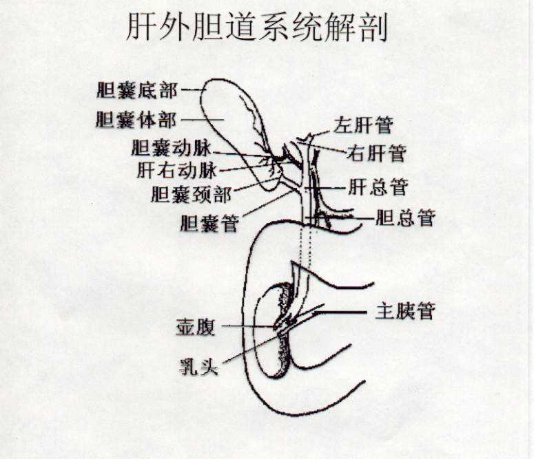 胆道损伤原因