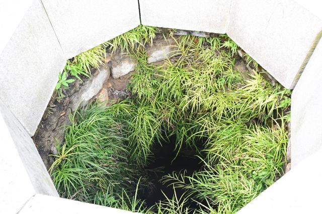 这种井边草,可是乡下农村的一种宝贝草,可惜随着科技的进步,人们对于