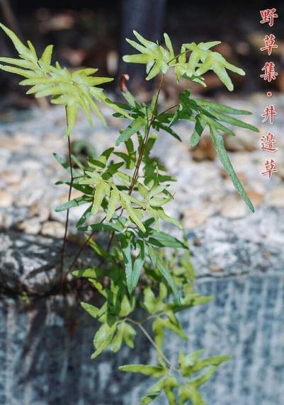 井边1种净化草年轻人当杂草踩殊不知老农希望越多越好