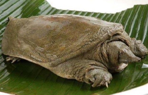 男子水库钓出百年巨鳖村民不能吃赶紧放生的好