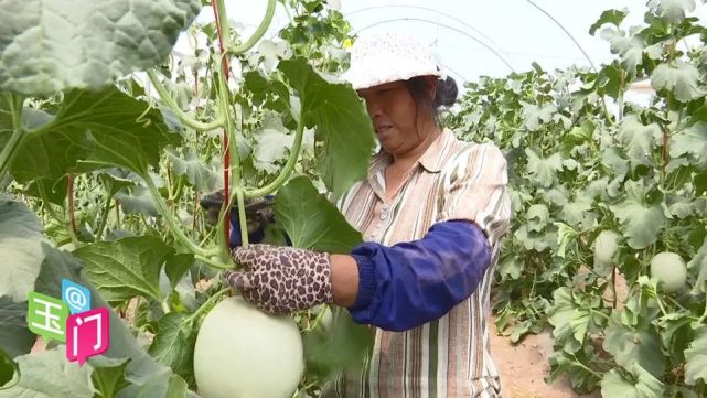 花海蜜瓜不愁销订单护航香万里 花海镇 大棚 万里 魏丹丹