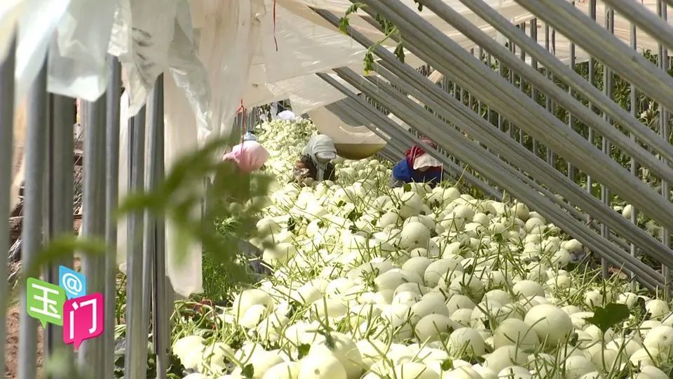 花海蜜瓜不愁销订单护航香万里 腾讯新闻