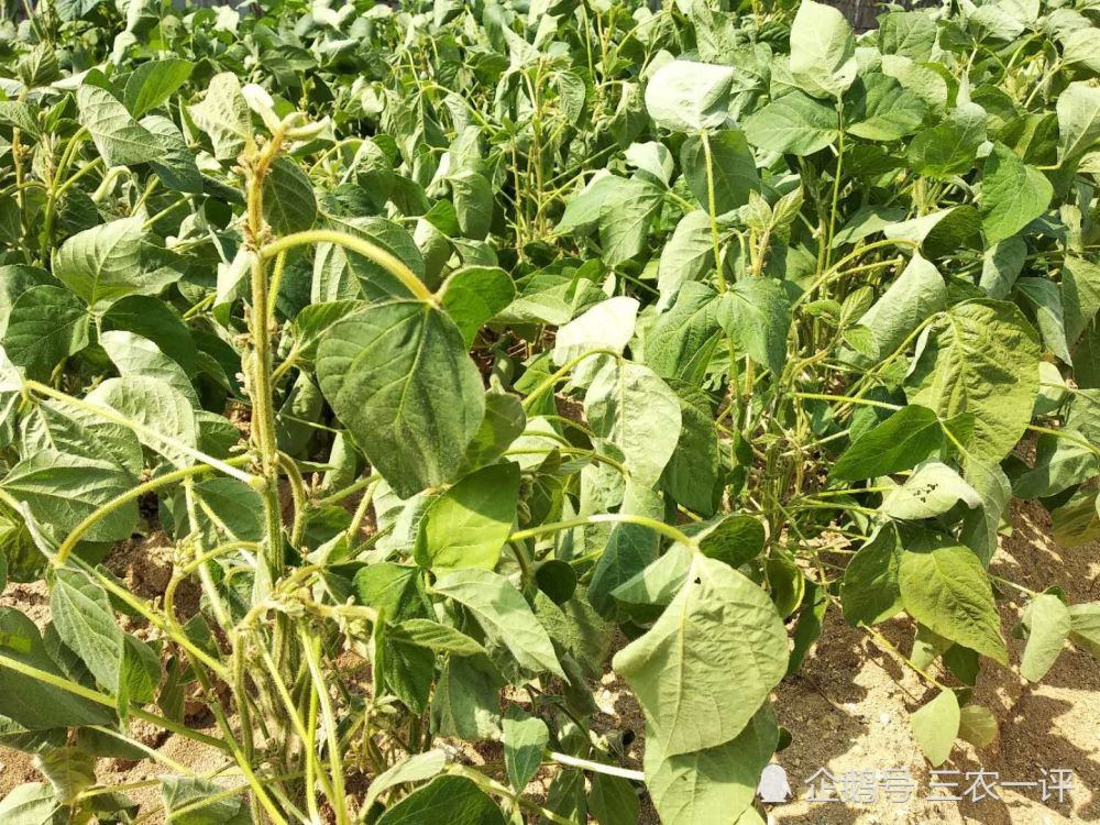 农民|东北雨水贵如油，为了感激久旱逢甘霖，农民冒雨在地里劳作