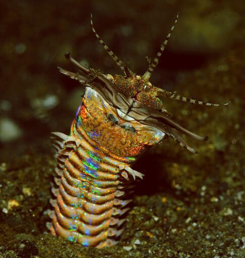 海洋生物|海底的“潜伏者”，没有大脑和眼睛，却是很多海洋生物的噩梦