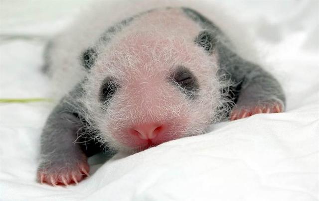 小熊猫四胞胎诞生图片
