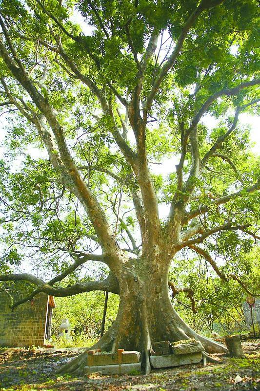 日本妖怪传说——人面树