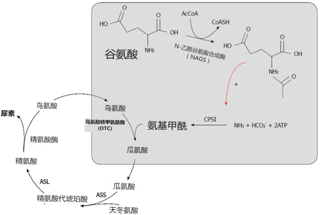 鸟氨酸循环图图片