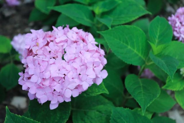 与君名作紫阳花花开无尽夏