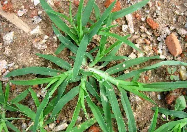 农村|农村茅厕旁一种野草，人称“踩不死”，却是防治“风湿”的良方