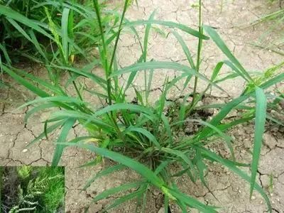 农村|农村茅厕旁一种野草，人称“踩不死”，却是防治“风湿”的良方