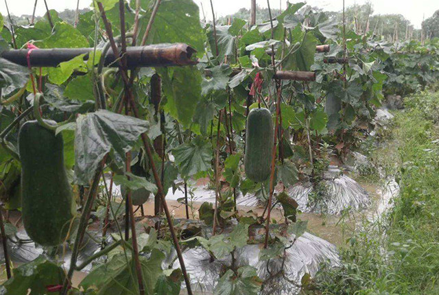 玉米|一年中最热高温来袭，玉米受害可能绝收，农民该咋应对？