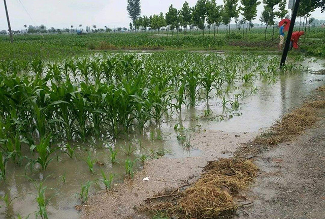 玉米|一年中最热高温来袭，玉米受害可能绝收，农民该咋应对？