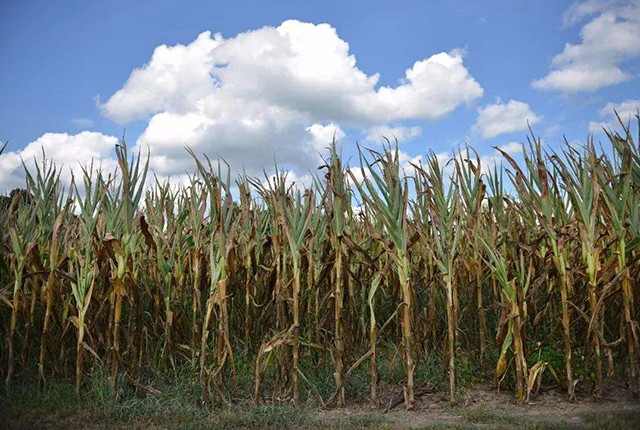 玉米|一年中最热高温来袭，玉米受害可能绝收，农民该咋应对？