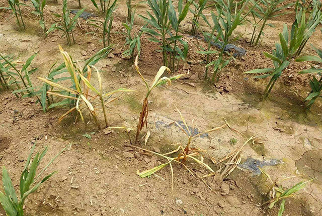 玉米|一年中最热高温来袭，玉米受害可能绝收，农民该咋应对？