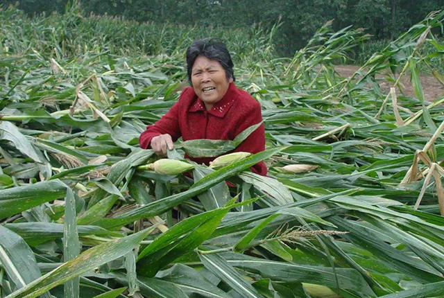 玉米|一年中最热高温来袭，玉米受害可能绝收，农民该咋应对？