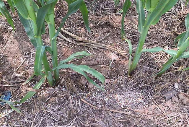 玉米|一年中最热高温来袭，玉米受害可能绝收，农民该咋应对？