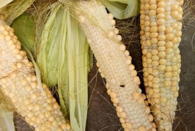 玉米|一年中最热高温来袭，玉米受害可能绝收，农民该咋应对？