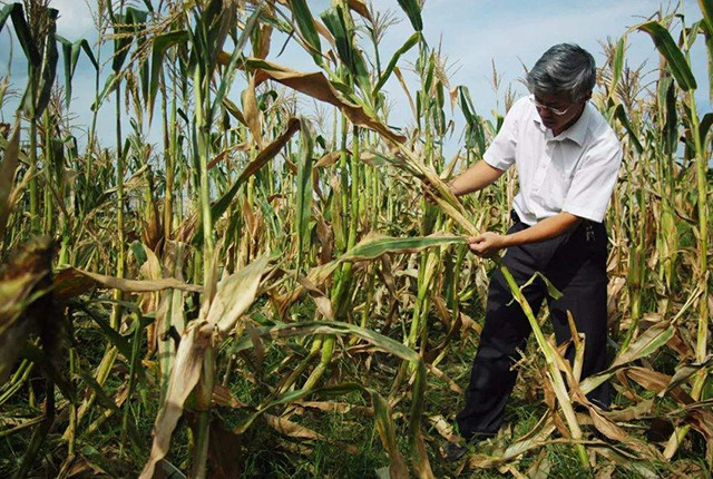 玉米|一年中最热高温来袭，玉米受害可能绝收，农民该咋应对？