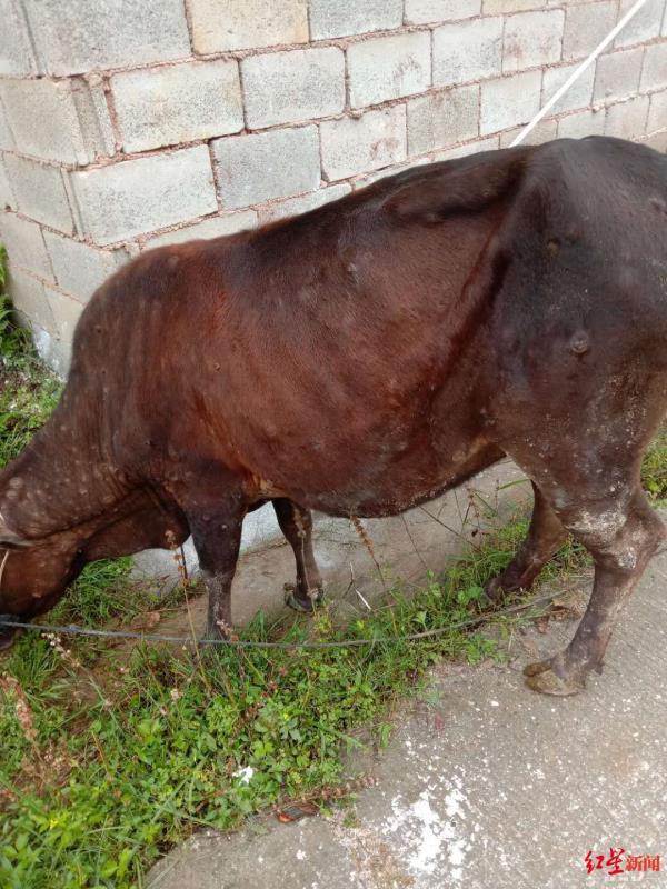 皮肤病|福建长汀发现牛结节性皮肤病：25头确诊病牛已全部扑杀处理