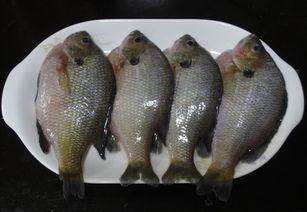 太阳鱼|太阳鱼，既能下油锅又可上餐桌，这样的入侵物种会泛滥成灾吗？