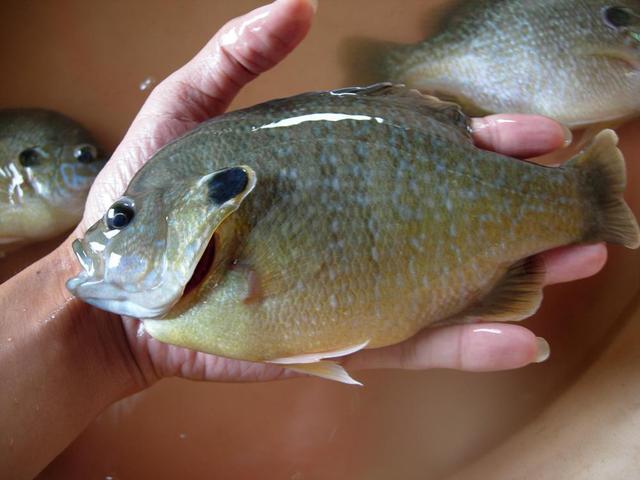 太阳鱼|太阳鱼，既能下油锅又可上餐桌，这样的入侵物种会泛滥成灾吗？