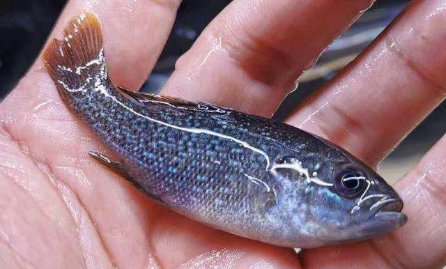 太阳鱼|太阳鱼，既能下油锅又可上餐桌，这样的入侵物种会泛滥成灾吗？