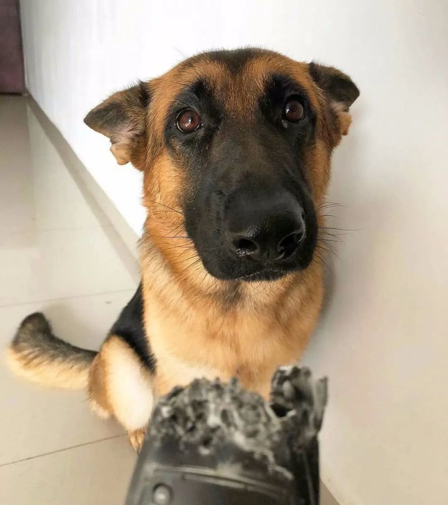 德牧搞笑起来表情超浮夸反差太大了网友说好的帅气呢