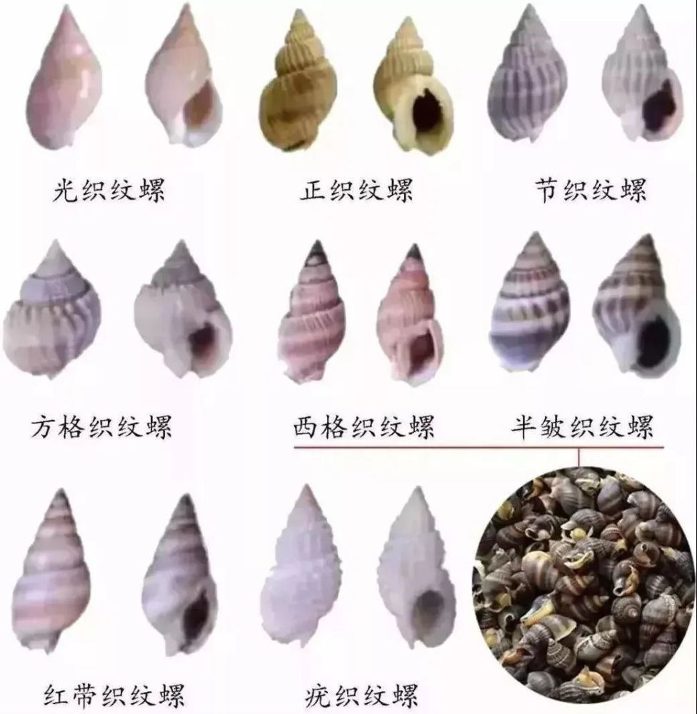 海边常见螺照片和名字图片