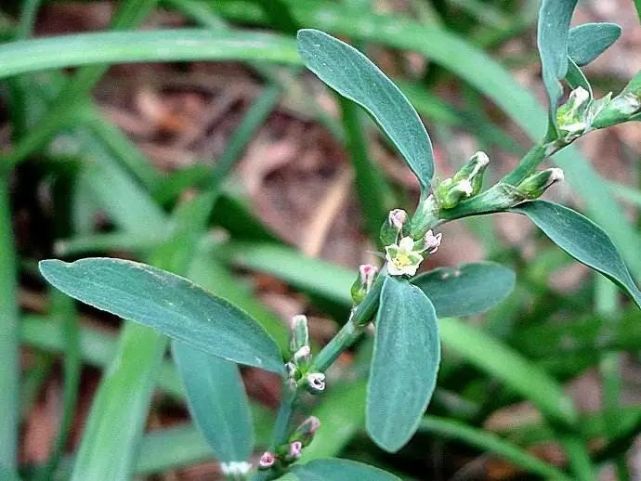 中藥萹蓄別名:扁蓄,大萹蓄,鳥蓼,扁竹,竹節草,豬牙草,道生草.