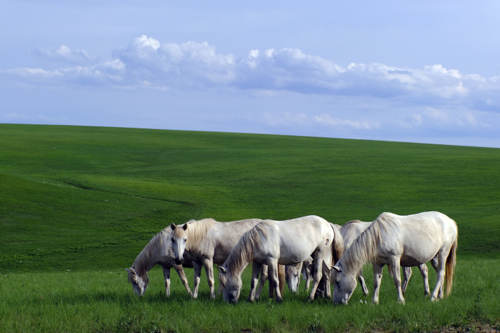乌珠穆沁白马的身高图片