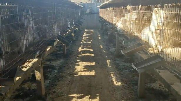 狐狸|生剥狐狸皮，尸体堆成山，英媒曝亚洲皮草厂惨状，人间地狱…