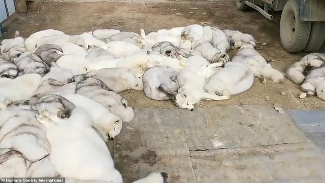 狐狸|生剥狐狸皮，尸体堆成山，英媒曝亚洲皮草厂惨状，人间地狱…