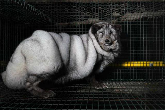 狐狸|生剥狐狸皮，尸体堆成山，英媒曝亚洲皮草厂惨状，人间地狱…