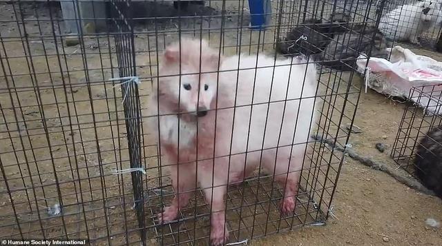 狐狸|生剥狐狸皮，尸体堆成山，英媒曝亚洲皮草厂惨状，人间地狱…