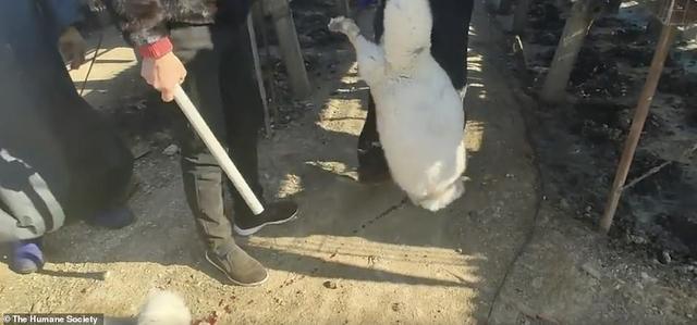 狐狸|生剥狐狸皮，尸体堆成山，英媒曝亚洲皮草厂惨状，人间地狱…