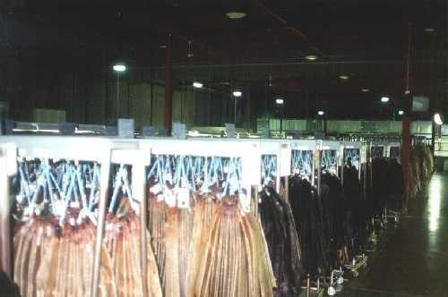 狐狸|生剥狐狸皮，尸体堆成山，英媒曝亚洲皮草厂惨状，人间地狱…